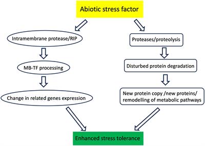 The role of plant proteases in the response of plants to abiotic stress factors